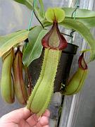 Nepenthes x predator 6